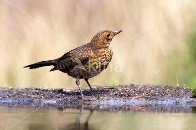 Eurasian Blackbird (Turdus merula)