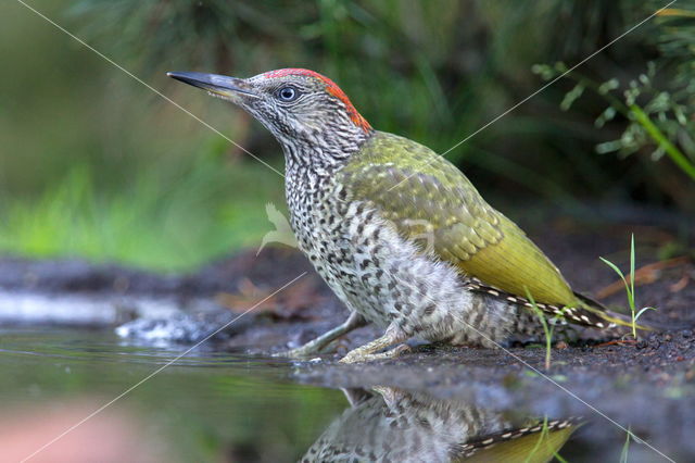 Eurasian Green Woodpecker (Picus viridis)