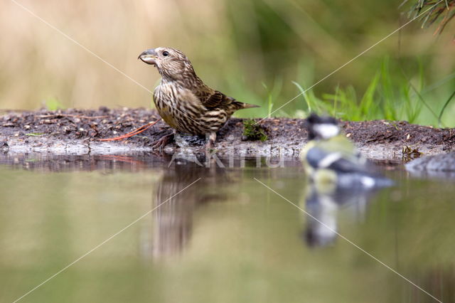 Red Crossbill (Loxia curvirostra)