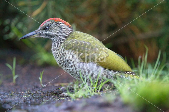 Eurasian Green Woodpecker (Picus viridis)