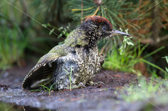 Eurasian Green Woodpecker (Picus viridis)