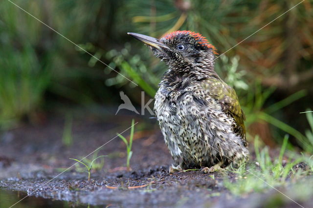 Groene Specht (Picus viridis)