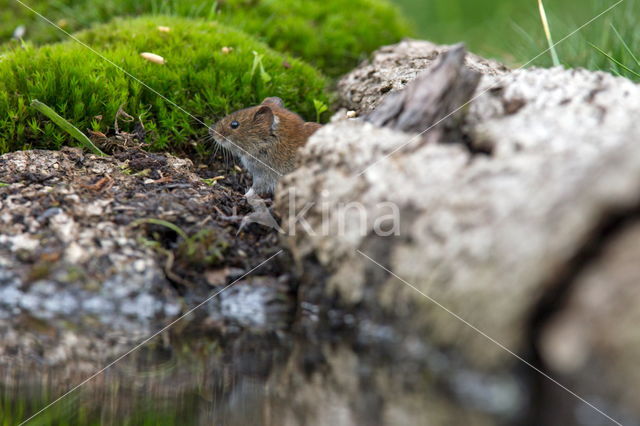 woelmuis (Arvicolinae)