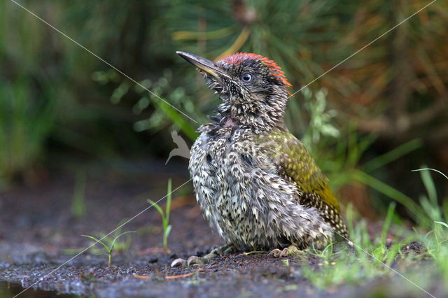 Eurasian Green Woodpecker (Picus viridis)