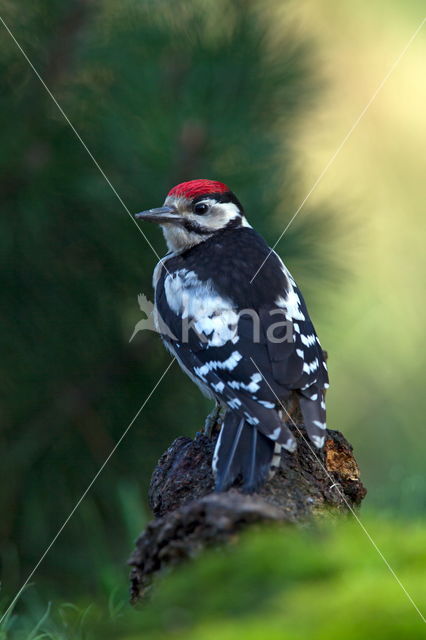 Great Spotted Woodpecker (Dendrocopos major)