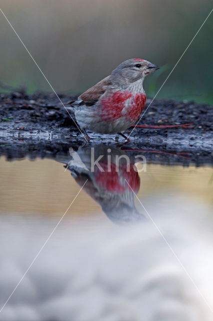 Kneu (Carduelis cannabina)