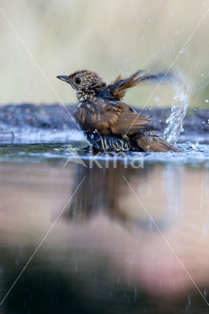 Eurasian Blackbird (Turdus merula)