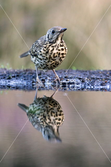 Song Thrush (Turdus philomelos)