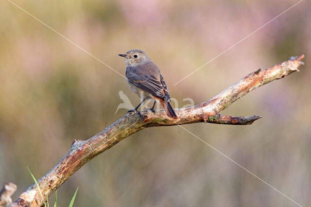 Common Redstart (Phoenicurus phoenicurus)