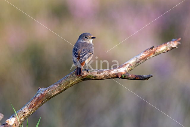 Common Redstart (Phoenicurus phoenicurus)