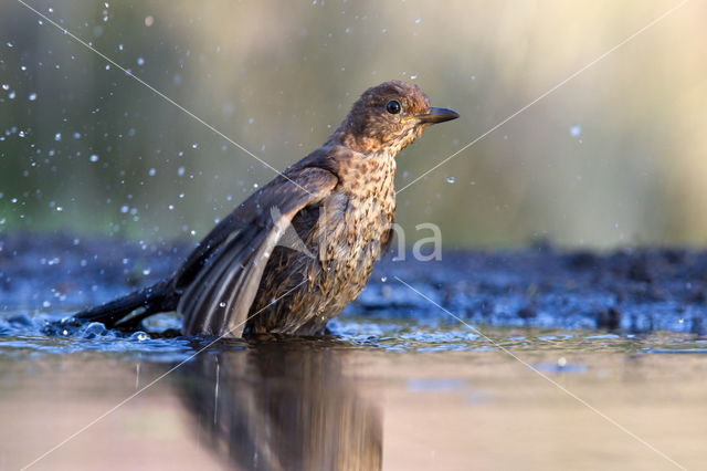 Eurasian Blackbird (Turdus merula)