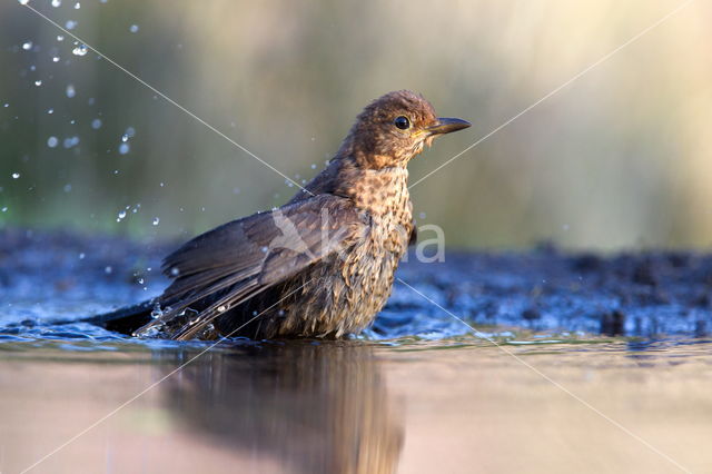 Eurasian Blackbird (Turdus merula)