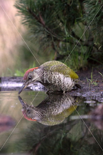 Groene Specht (Picus viridis)