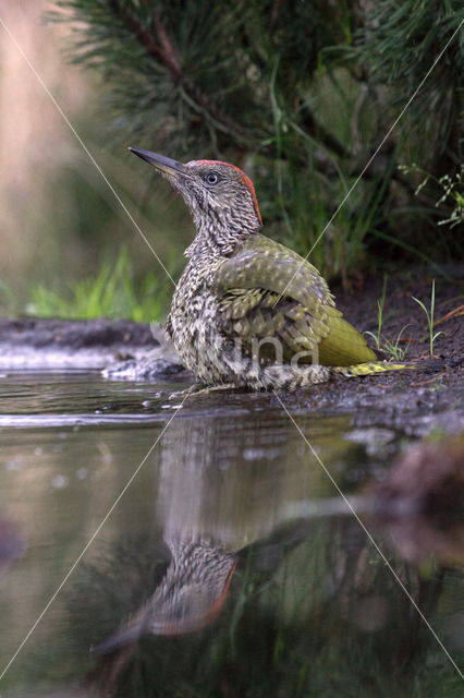 Groene Specht (Picus viridis)