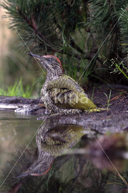 Groene Specht (Picus viridis)