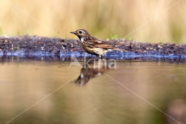 European Stonechat (Saxicola rubicola)