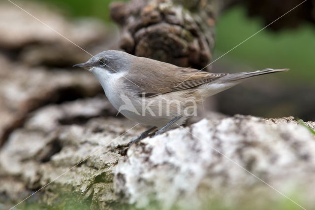 Braamsluiper (Sylvia curruca)