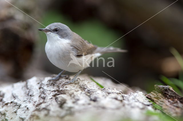 Braamsluiper (Sylvia curruca)