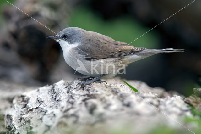 Lesser Whitethroat (Sylvia curruca)