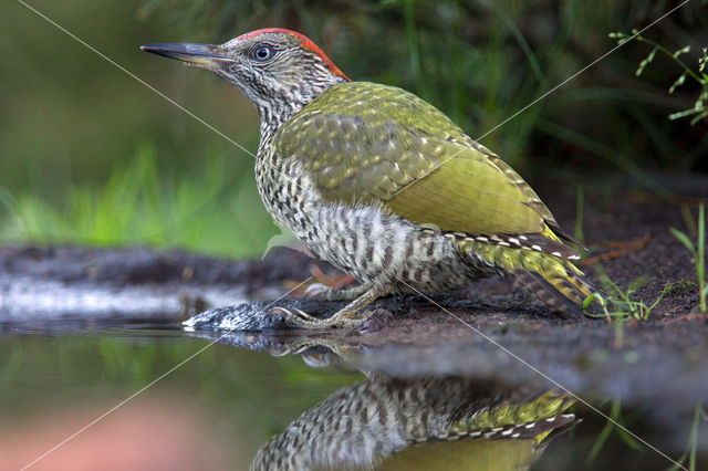 Eurasian Green Woodpecker (Picus viridis)