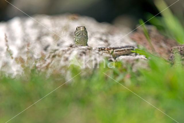 Zandhagedis (Lacerta agilis)