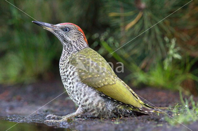 Groene Specht (Picus viridis)