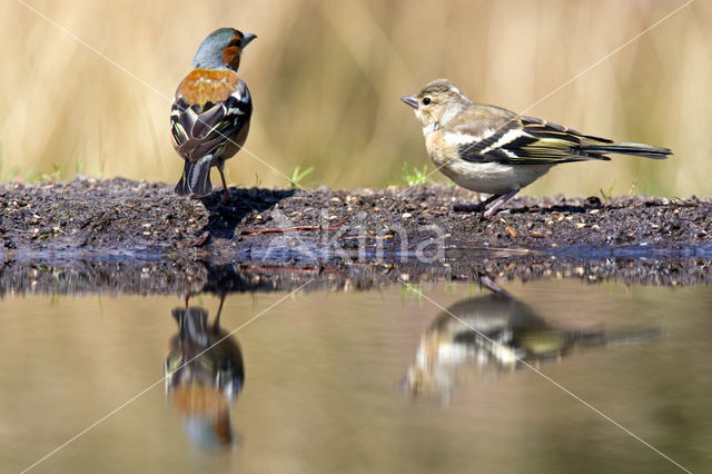 Chaffinch (Fringilla coelebs)