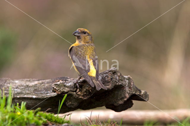 Red Crossbill (Loxia curvirostra)