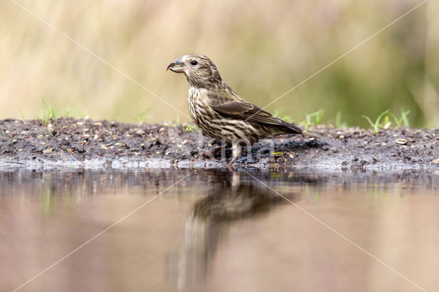 Red Crossbill (Loxia curvirostra)