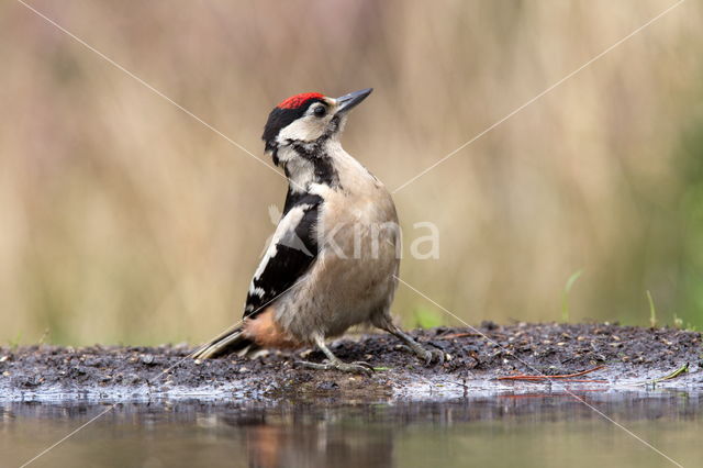 Great Spotted Woodpecker (Dendrocopos major)