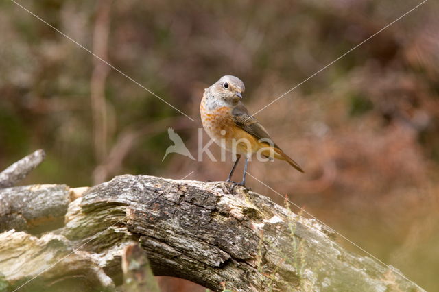 Gekraagde Roodstaart (Phoenicurus phoenicurus)