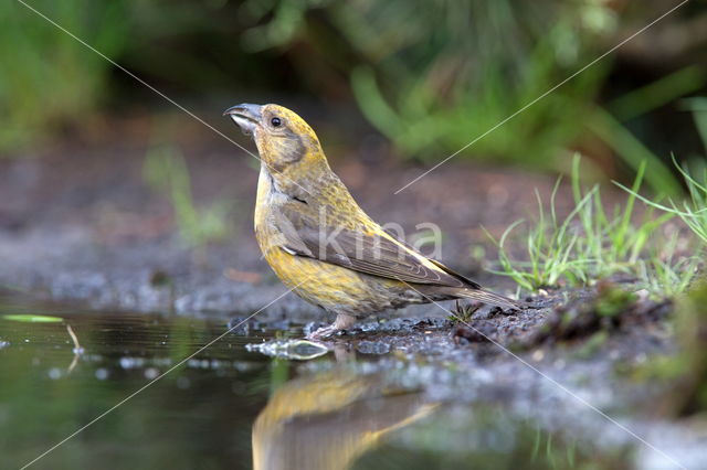 Vlaamse Gaai (Garrulus glandarius)