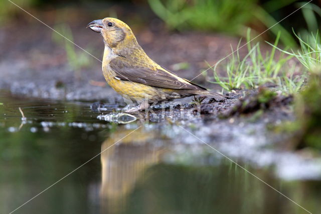 Vlaamse Gaai (Garrulus glandarius)