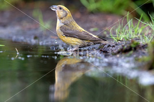 Eurasian Jay (Garrulus glandarius)