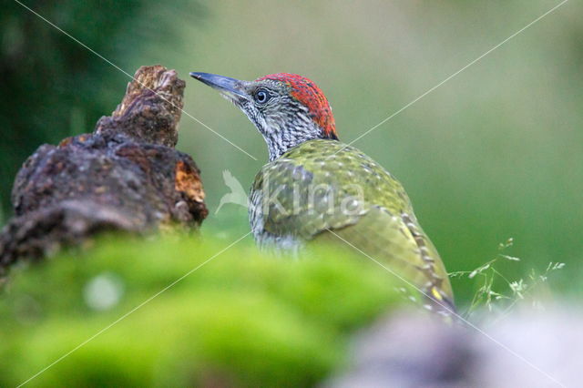 Groene Specht (Picus viridis)