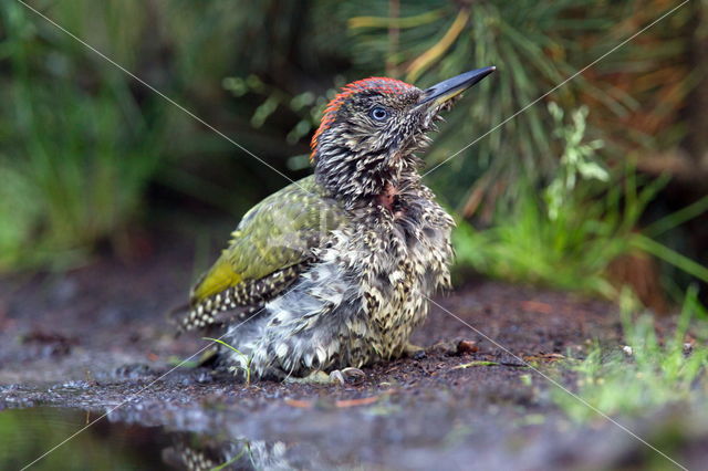 Eurasian Green Woodpecker (Picus viridis)