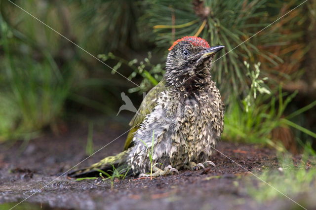 Eurasian Green Woodpecker (Picus viridis)