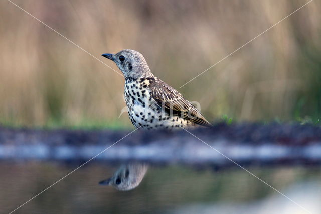 Song Thrush (Turdus philomelos)