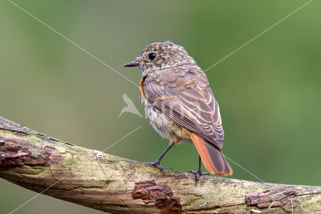 Gekraagde Roodstaart (Phoenicurus phoenicurus)