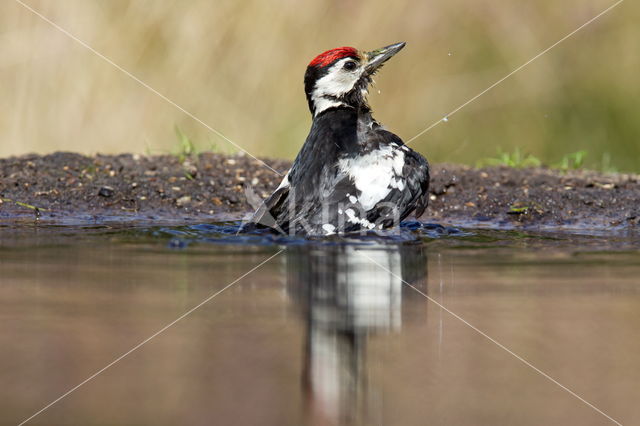 Great Spotted Woodpecker (Dendrocopos major)