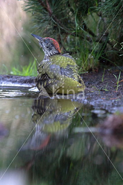 Groene Specht (Picus viridis)