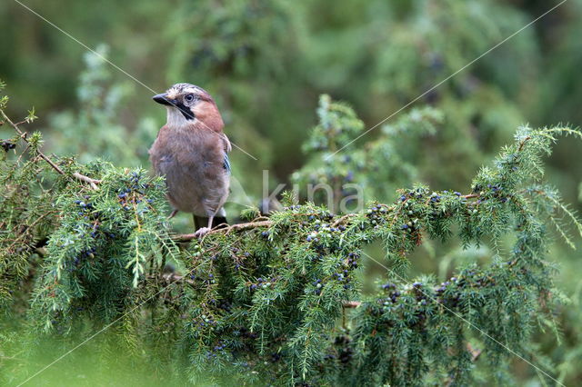 Eurasian Jay (Garrulus glandarius)