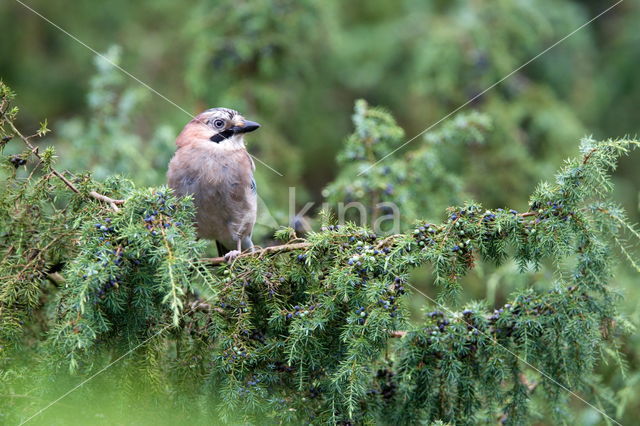 Vlaamse Gaai (Garrulus glandarius)