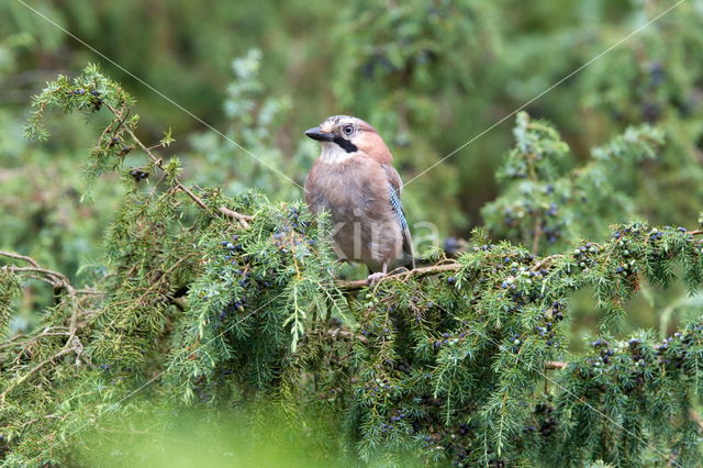 Vlaamse Gaai (Garrulus glandarius)