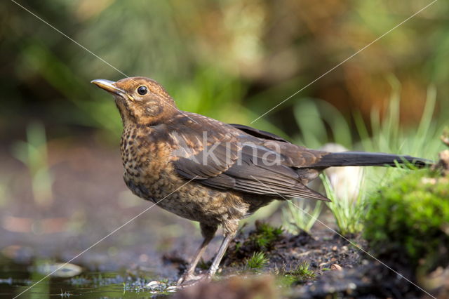 Merel (Turdus merula)