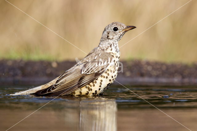 Song Thrush (Turdus philomelos)