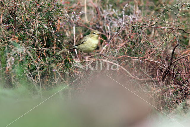 Willow Warbler (Phylloscopus trochilus)