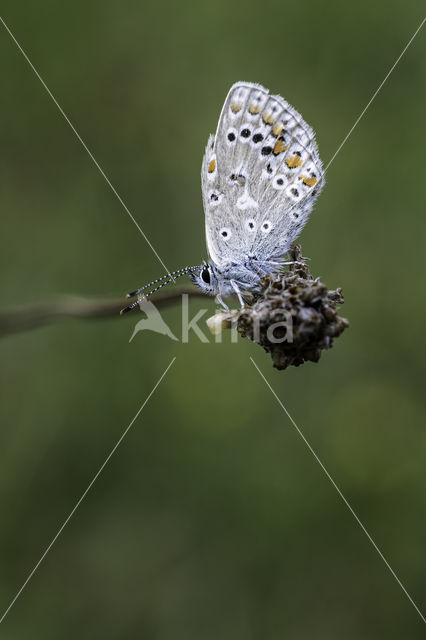 Common Blue (Polyommatus icarus)