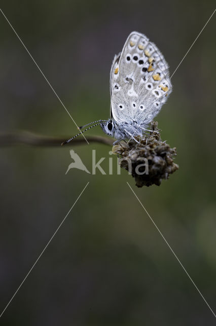 Common Blue (Polyommatus icarus)