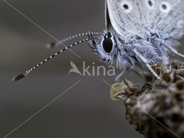 Common Blue (Polyommatus icarus)